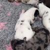 1day old mini dachshund