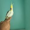 Handfed cockatiel