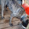 Need to rehome trained Presa Canario(s)