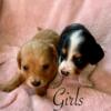 Longhair Mini Dachshund puppies!