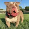 Beautiful and Strong Male American Bully for Sale