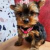 Yorkie puppies for sale New York - New Jersey