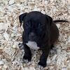 Cane Corso/American Bully