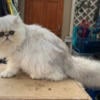 High quality 6 months old Persian male