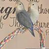 Whiteface dutch blue boy