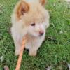 Chow Chow puppies available in Martinsville Virginia