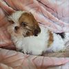 Shihtzu puppies - 5 newborn females available.