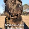 ICCF Cane Corso Italian Mastiff puppies READY NOW