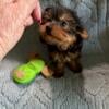 Yorkies  CKC teacup male an female