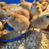 Chicks for sale!