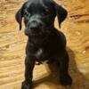 Absolutely adorable Euro Great Dane puppies looking for excellent homes