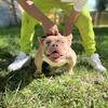 american bully females