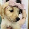 F1. Goldendoodle