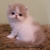 Persian cat  exotic cfa