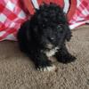 Toy Poodle Mix Puppy For Sale