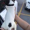 American bully pit mix