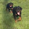 AKC Rottweiler Puppies