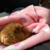 Teddybear male Guinea Pig