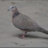 Chinese Spotted lace neck turtle doves