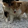 Beautiful Collie puppies (Lassie) Males and females available.  Loyal and great family dogs. Great with children too!