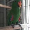 Red Sided Eclectus Young Pair.