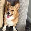 2 years old Corgie is looking for a new home