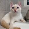 LOVING FLAMEPOINTE SIAMESE KITTEN FOR ADOPTION......