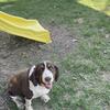 English Springer Spaniel