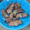 Guardian K9'S  Presa Canario Puppies