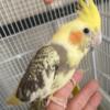 Cockatiel baby for sale