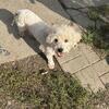 Adult Male Maltipoo