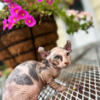 Elf Sphynx tortie girl Ready