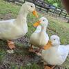 Pekin Ducks