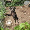 Cottingham/Garner male pup