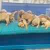 AKC golden retriever puppies 