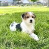 Chorkie Puppies - males