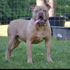 Olde English bulldogge stud for sale heavy American lines 