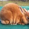 Show quality Red Mini Rex Doe