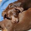 Miniature male dachshund