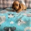 Miniature Dachshund Puppies