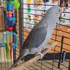 Many birds looking for new homes
