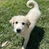 Great Pyrenees / Livestock Guardian Puppies