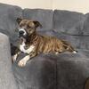 Brindle Pitbull