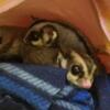 Bonded pair of sugar gliders