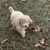 Mini goldendoodles females