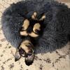 AKC registered longhair male