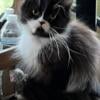 Ragdoll Persian handsome bi colored male Michigan 