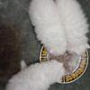 BEAUTIFUL WHITE PERSIAN BABIES