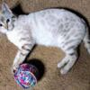 2yr old female snow bengal