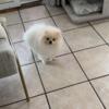 Cute male Pomeranian, 7 months old. Full AKC